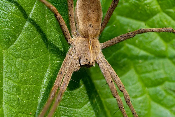 捕猎蜘蛛的宏观镜头 食肉蜘蛛 Pisaura Mirabilis 坐在森林的绿叶上 — 图库照片