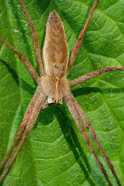 Macro Împușcat Păianjen Vânătoare Păianjen Prădător Pisaura Mirabilis Așezat Frunză — Fotografie, imagine de stoc