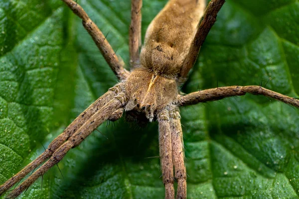 Ormanda Yeşil Bir Yaprağın Üzerinde Oturan Avcı Örümcek Pisaura Mirabilis — Stok fotoğraf