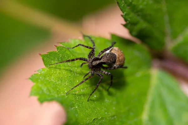 Makro Záběr Vlčího Pavouka Pardosa Lugubris Zeleném Listu Lese — Stock fotografie