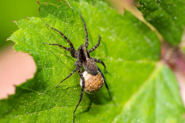 Makro Záběr Vlčího Pavouka Pardosa Lugubris Zeleném Listu Lese — Stock fotografie