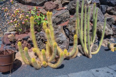 Guatiza, Lanzarote, Kanarya Adaları, İspanya 'daki kaktüs bahçesi Jardin de Cactus' ta sarı-yeşil kollu büyük bir kaktüse yakın plan.