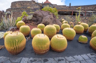 Guatiza, Lanzarote, Kanarya Adaları, İspanya 'daki kaktüs bahçesi Jardin de Cactus' taki birçok Echinocactus kaktüsünün yakın çekimi.