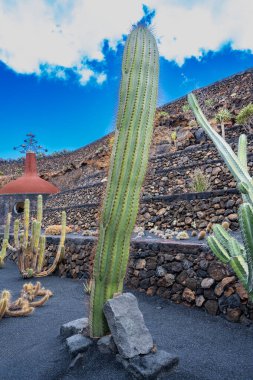 Guatiza, Lanzarote, Kanarya Adaları, İspanya 'daki kaktüs bahçesi Jardin de Cactus' un çok uzun ve kalın bir kaktüsünün yakın çekimi.