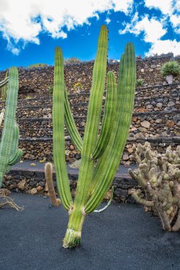 Guatiza, Lanzarote, Kanarya Adaları, İspanya 'daki kaktüs bahçesi Jardin de Cactus' ta güçlü kaktüsleri olan dev yeşil bir kaktüs.