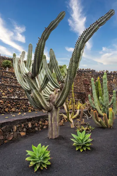 Guatiza, Lanzarote, Kanarya Adaları, İspanya 'daki kaktüs bahçesi Jardin de Kaktüs' te ilkbaharda parlak mavi bir gökyüzünün önünde çok sayıda kolları olan son derece büyük bir kaktüs.