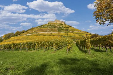 Beautiful landscape shot of the old castle ruins in Staufen im Breisgau with the vineyards in beautiful autumn colors in the foreground clipart