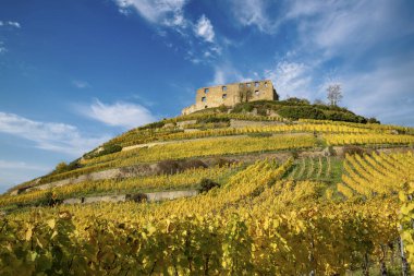 Staufen im Breisgau 'daki eski şato harabelerinin güzel manzarası. Üzüm bağları ön planda güzel sonbahar renkleriyle.