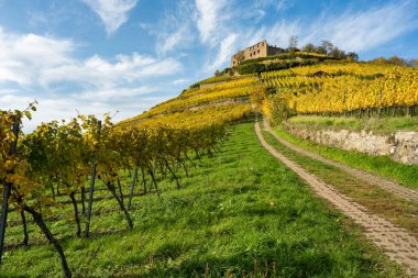 Beautiful landscape shot of the old castle ruins in Staufen im Breisgau with the vineyards in beautiful autumn colors in the foreground clipart