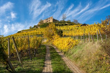 Beautiful landscape shot of the old castle ruins in Staufen im Breisgau with the vineyards in beautiful autumn colors in the foreground clipart