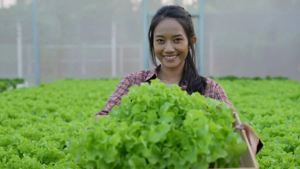 agriculture concept of 4k Resolution. Asian woman carrying vegetables with a smile in a greenhouse. Intends to deliver the best to customers.