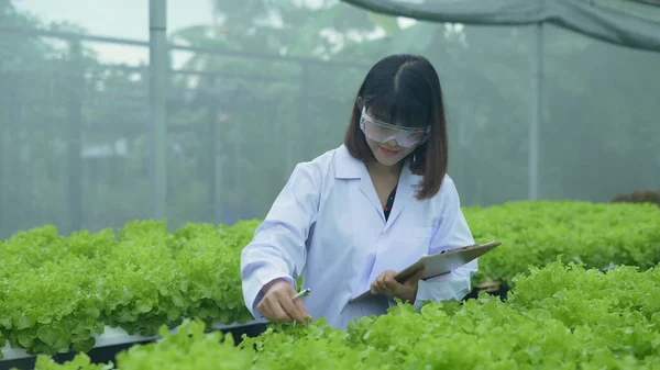 stock image agriculture concept of 4k Resolution. Researchers are investigating plant growth in greenhouses. Keep a record of the vegetable experiment progress.