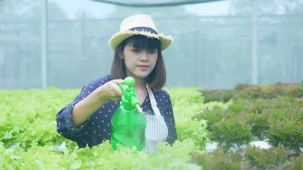 agriculture concept of 4k Resolution. Asian woman watering vegetables in a greenhouse. Accelerate growth with hormone injections.