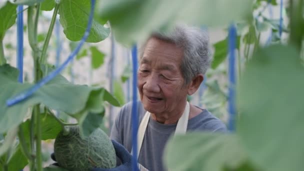 정책은 안이다 아시아의한 할머니가 텃밭에서 멜론의 성장을 확인하는 — 비디오