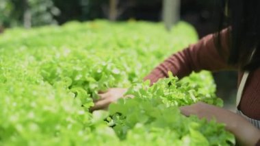 4k Çözünürlük Tarım Konsepti. Bir işçi bahçede sebzelerin yetişmesini kontrol ediyor. Bahçıvanın Üretim Değerlendirmesi.