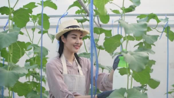 Landbouwconcept Van Resolutie Aziatische Vrouw Spuiten Insecticiden Fruitbomen Tuin — Stockvideo