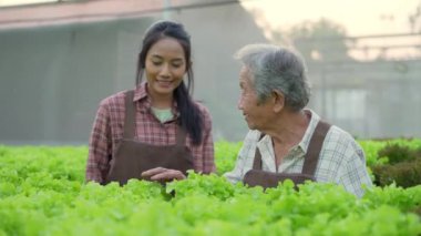 4k Çözünürlük Tarım Konsepti. Serada sebze toplayan Asyalı kadın..