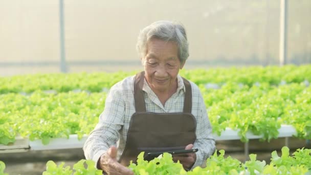 Koncepcja Rolnictwa Rozdzielczości Azjatka Sprawdzająca Warzywa Szklarni Ocena Wydajności Ogrodnika — Wideo stockowe