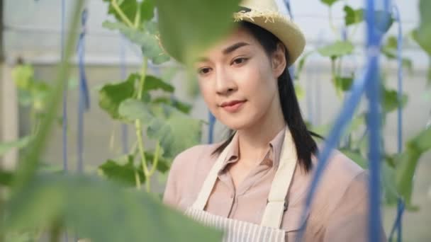 Kararlılığın Tarım Konsepti Bahçedeki Kavunların Büyümesini Izlemek Için Alan Asyalı — Stok video