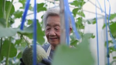 4k Kararlılığın Tarım Konsepti. Asyalı yaşlı kadın bahçede kavun yetiştiriyor..