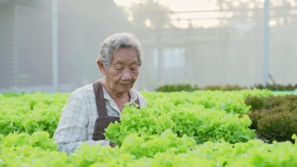 Çözünürlük Tarım Konsepti Serada Sebzeleri Kontrol Eden Asyalı Bir Kadın — Stok video