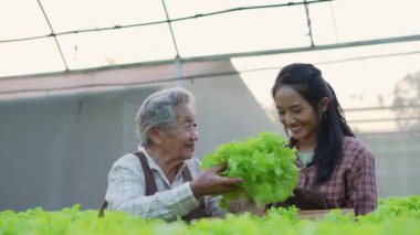 4k Çözünürlük Tarım Konsepti. Serada sebze toplayan Asyalı kadın..