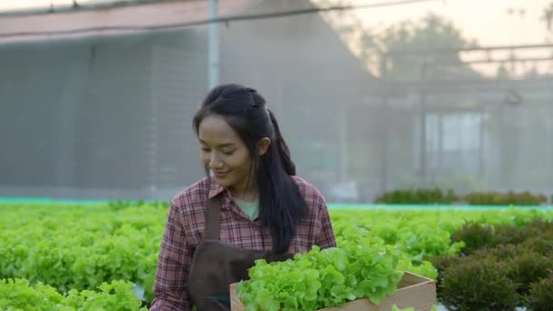 Landbouwconcept Van Resolutie Aziatische Vrouw Oogsten Groenten Tuin — Stockvideo