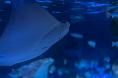 Okyanusta yüzmeye stingray.