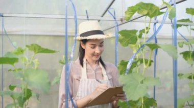 4k Kararlılığın Tarım Konsepti. Bahçedeki kavunların büyümesini izlemek için not alan Asyalı kadın..