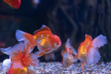 Dalgalı yüzgeçleri ve kalın turuncu renkleri olan canlı Japon balıkları suda dans ederek huzurlu akvaryum ortamlarında canlı bir mozaik oluştururlar..