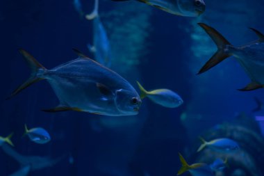 Parlak Palometa balıkları derin mavi denizde uyum içinde yüzerler. Gümüş renkli vücutları, dingin sualtı dünyasında ışığı yansıtır..