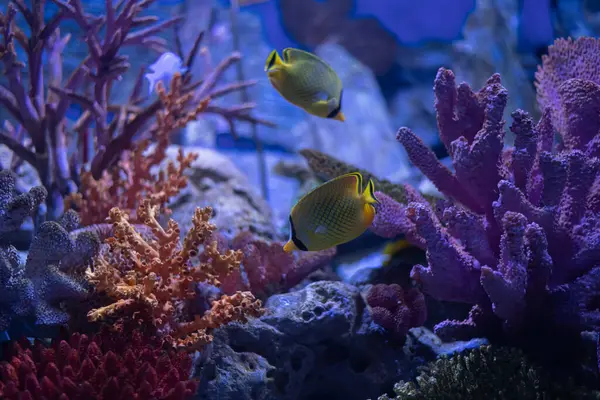 Yellow Butterflyfish, with their delicate patterns, navigate the intricate purples and reds of the coral reef, a testament to the ocean\'s diverse ecosystem.