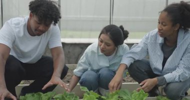 4K çözünürlüğünün tarım konsepti. Çeşitli uluslardan öğrenciler, Tarım Eğitim Merkezi 'ndeki sebze sahalarına eğilimlidir..
