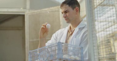 4K çözünürlüğünün tarım konsepti. Veterinerler kümesteki damızlıklardan çıkan yumurtaları inceliyor..