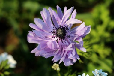 Anemone perennial flowering plant with open blooming flower made of light violet sepals and dark black center with basal leaves with toothed leaf margins growing in local urban home garden surrounded with other plants and flowers