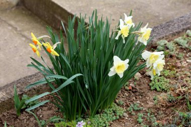 Narcissus or Daffodil or Daffadowndilly or Jonquil perennial herbaceous bulbiferous geophytes plants with blooming fully open white and yellow flowers with bright yellow and orange center and elongated dark green leaves covered with fresh raindrops