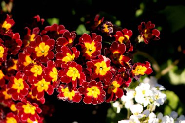 Bicolor Primrose ya da Primula daimi çiçekli koyu kırmızı ve parlak sarı demet beyaz çiçekler ve açık yeşil yapraklarla çevrili diğer bitkilerden sıcak bir bahar günü yerel kent bahçesinden