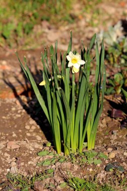 Narcissus ya da Daffodil ya da Daffadowndilly ya da Jonquil daimi bitkisel bitkisel bulbaceous jeophytes bitkileri. Tek çiçek açan açık beyaz çiçek, parlak sarı merkezli ve yerel ev bahçesinde büyüyen koyu yeşil yapraklar.