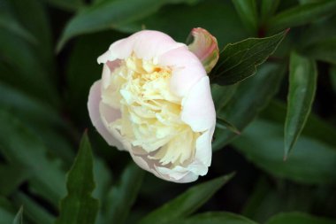 Şakayık ya da Şakayık otçul her daim çiçek açan tek bir açık kokulu çiçekle açık pembe katmanlı çiçeğe bileşik koyu yeşil yapraklar yerel şehir bahçesinde güneşli bahar gününde yetişiyor.