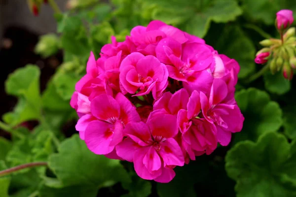 Pelargonium Planta Floração Perene Com Período Floração Longo Flores Rosa — Fotografia de Stock