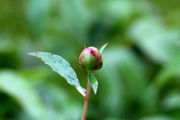 Одинокий Пион Пеони Травянистые Многолетние Цветущие Растения Маленький Цветочный Бутон — стоковое фото