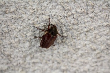 Avrupa 'ya özgü Melolontha familyasına ait olan Scarab böceği türünden yaygın horozkakan ya da Melolontha melolontha ya da Maybug ya da Maybug ya da sert kahverengi üst ve siyah göğüs kafesi olan karalama böceği.