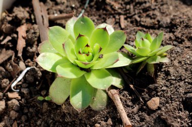Geniş ve küçük ortak Houseleek veya Sempervivum tectorum veya Bullock sakalı veya Devils sakalı veya Earwort ya da Rosette sulu, yeşil renkli, yeşil yapraklı daimi bitkiler oluşturuyorlar. 
