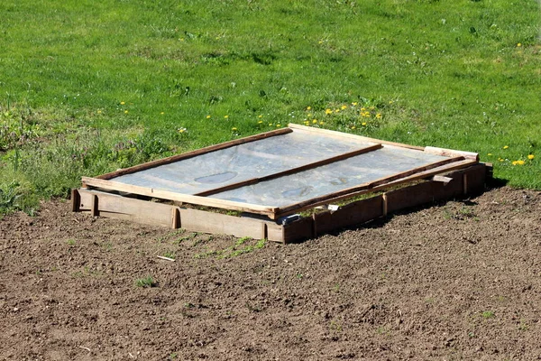 Small improvised raised garden bed box made from old dilapidated wooden boards and concrete blocks filled with multi layered dark red and light green fresh thick leaf young Lettuce or Lactuca sativa annual organic plants