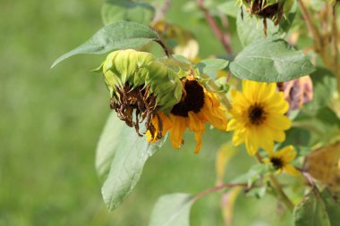 Closed and open Common sunflower or Helianthus annuus annual forb herbaceous flowering plants with edible oily seeds in flower head consisting of numerous small individual five petaled flowers on erect rough hairy stem next to green leaves clipart