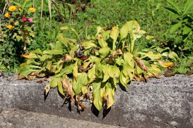 Plantain lily or Hosta or Giboshi or Heart leaf lilies herbaceous perennial foliage plant with partially shriveled and dried broad lanceolate ribbed leaves growing in form of small bush next to concrete sidewalk surrounded with other garden plants clipart