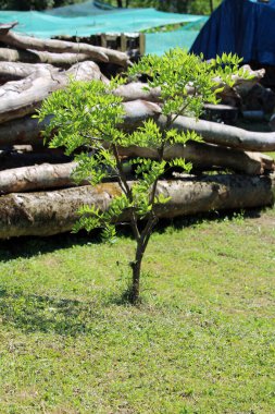 Wisteria ya da Glycine çiçekli küçük bir ağaç şeklinde büyüyen yeşil yeşil yapraklarla dolu sıcak yaz günlerinde ağaçların yanındaki ev bahçesinde.