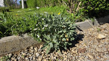 Bir sepet altın ya da Aurinia saxatilis ya da Goldentuft alyssum veya Golden alyssum veya Golden Alison veya Gold dust veya Golden tuft alyssum veya Golden tuft madwort ya da Rock madwort her zaman yeşil olan ahşap kökleri ve gri çiçekleri olan her yeri kaplayan minder otlar.