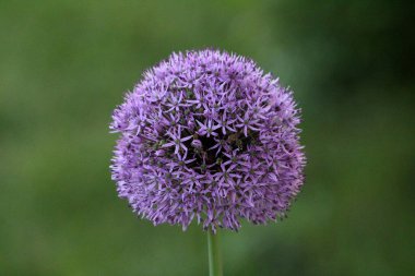 Süslü soğan ya da Allium bitkisel jeofit daimi soğan tek çiçekli tek çiçekli otoban yapraksız, yuvarlak çiçek başı şeklinde düzinelerce açık yıldız şeklindeki bir sapın tepesinde tek bir çiçek oluşturur.