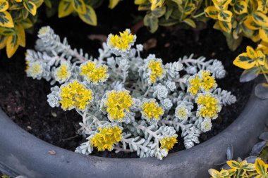 Sedum Spatulifolium Cape Blanco ya da Cape Blanco Sedum ya da Broadleaf Stonecrop zemininde sonsuza dek yeşil bitkilere sarılarak toz grisinden yeşil kaşık şeklinde halı oluşturarak uçlarında gümüş rozetler oluşturan yapraklar oluşturur.
